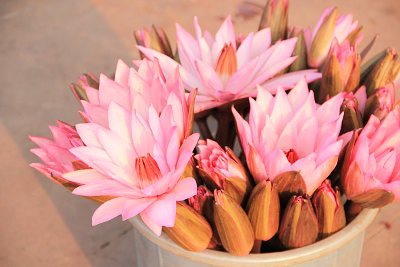 Lotus flower offerings